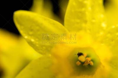 春天,大特写,昆虫,花粉,水仙花,看,图像,小的,授粉,收集