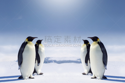 南极,自然,野生动物,水平画幅,雪,无人,图像处理,企鹅,野外动物,户外