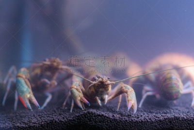 对虾,玻璃杯,柜子,中等数量物体,河流,大螯虾,小龙虾,扇贝,明虾,海产