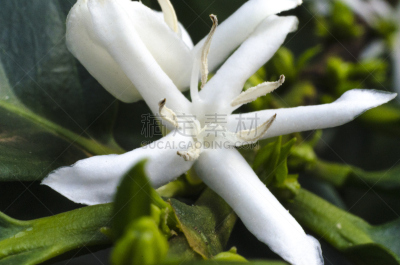 单房的,茜草科,花冠,单一栽培,圣保罗,咖啡馆,阿拉比卡咖啡,水平画幅,无人,香水
