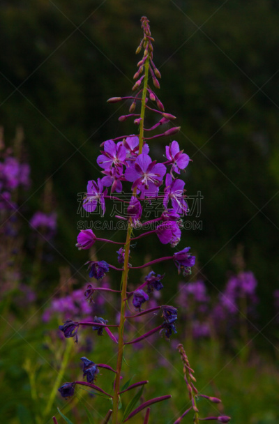 火龙草,花朵,三孔插座,柳兰,奥林匹克山,垂直画幅,无人,户外,仅一朵花,花蕾