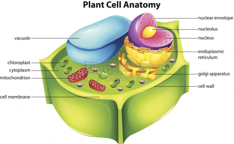植物细胞,胞器,紧张性运动,液泡,高尔基体,细胞核,内质网,核糖体,小泡