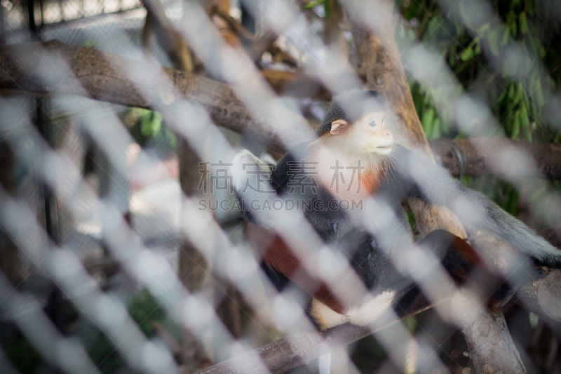 douc langur,动物园,水平画幅,笼子,猴子,动物身体部位,特写,泰国