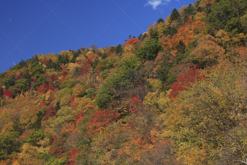 秋天,山,自然,天空,水平画幅,地形,富良野盆地,无人,蓝色,日本