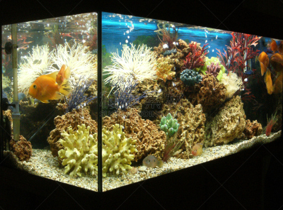 水族馆,丽体鱼,海洋,图像特效,鸡尾酒,图像,鹦鹉,鱼缸,鹦嘴鱼,鱼食