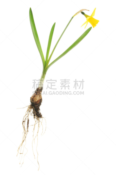 植物,水仙花,垂直画幅,绿色,根部,无人,背景分离,基底细胞,番红花属,植物茎
