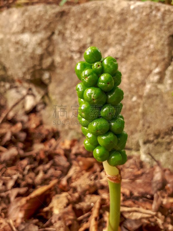 绿色,浆果,树林,清新,马蹄莲,贵族板球场,自然,垂直画幅,无人,夏天