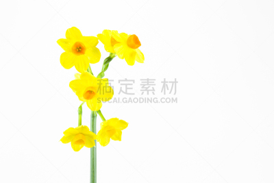 水仙花,白色背景,分离着色,自然美,美,留白,复活节,水平画幅,无人,特写