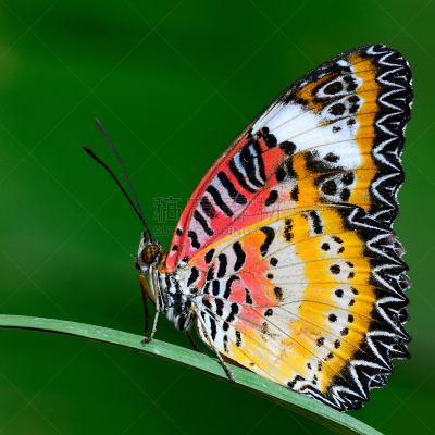 草蜻蛉蝶,美洲豹,lacewing,蝴蝶,动物身体部位,野外动物,特写,彩色背景,白色,绿色背景