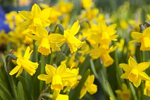 水仙花 水仙花图片 水仙花素材下载 稿定素材