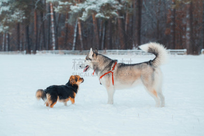 狗,游戏,西伯利亚哈士奇犬,斯班尼犬,公园,水平画幅,雪,动物耳朵,爪子,动物身体部位