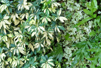有蔓植物,蕨类,围墙,皇后伞树,甘草蕨,水平画幅,攀缘植物,无人,常春藤,植物