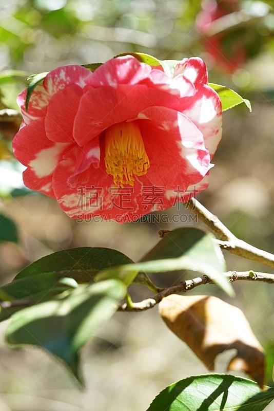 茶花 红色 平和 环境 仅一朵花 公园 自然美 户外 园艺 日本图片素材下载 稿定素材