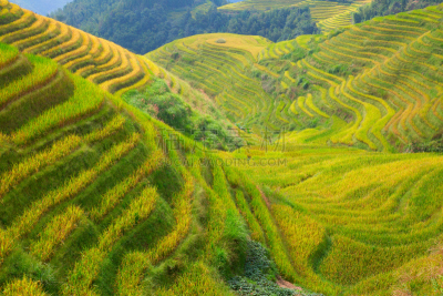 稻,梯田,龙脊梯田,美,水平画幅,枝繁叶茂,山,传统,户外,水稻梯田
