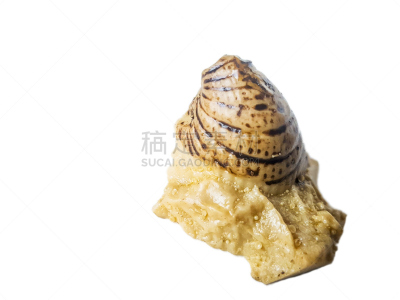 化石,双壳贝,自然,矿物质,无脊椎动物,志留纪 ,水平画幅,地质学,无人,软体动物