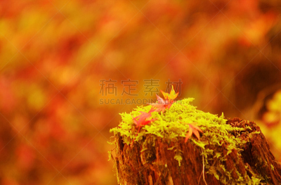 秋天,文章,泥炭藓,用鼻掘,水平画幅,橙色,可爱的,无人,苔藓,秃树