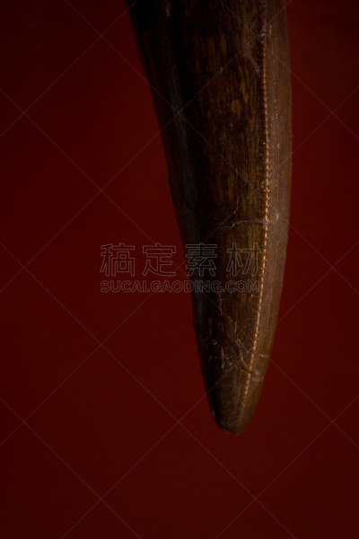 人的牙齿,红色背景,垂直画幅,古老的,科学,兽脚亚目食肉恐龙,特写,岩石类型,部分,考古学
