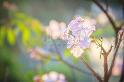 叶子,小号,粉色,特写,鹭管鱼,蔷薇属,枝,树,花