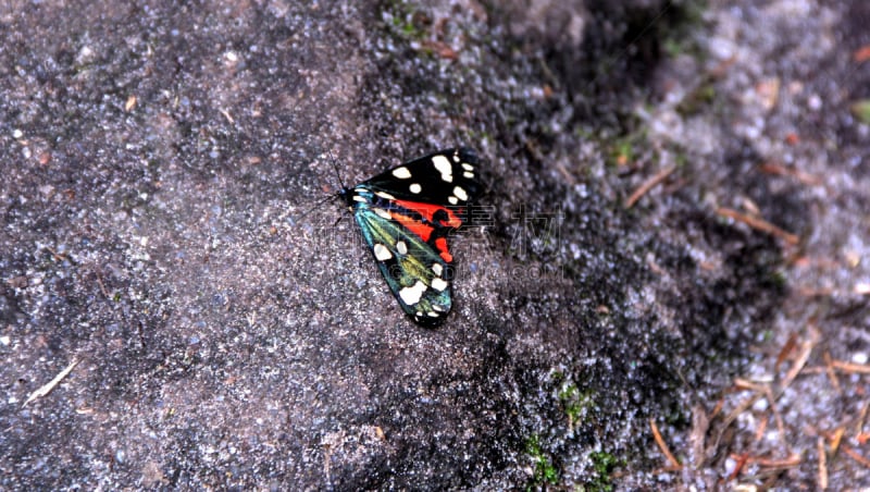 都市风景,捷克,白昼,虎甲,fiddler crab,石蟹,火蜥蜴,瓢虫,甲虫