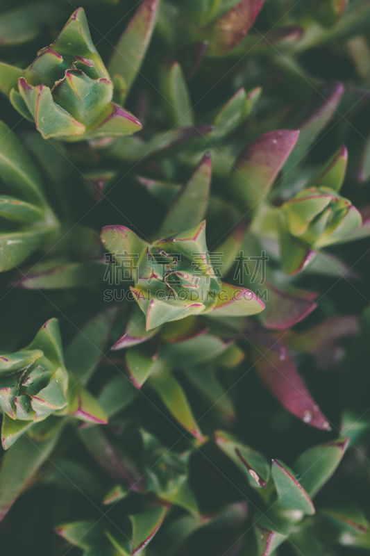 特写,肉质植物,纹理,自然,绿色,式样,有机食品,ice plant,背景,风景