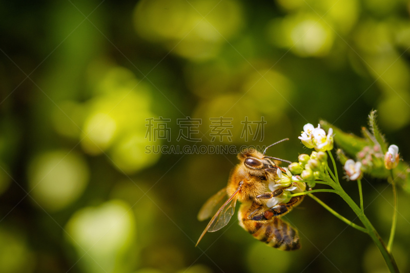 留白,花粉,蜜蜂,蜂箱,蜂蜜,白色,农作物,花,授粉,收集
