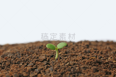 双叶区,留白,水平画幅,无人,泥土,特写,摄影