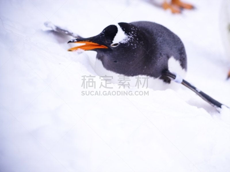 雪,企鹅,圣伯纳犬,自然界的状态,模板,生物,动物,鸟类,巴布亚企鹅,户外