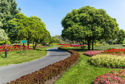 园林,自然美,正面视角,枝繁叶茂,草坪,夏天,草,彩色图片,植物学
