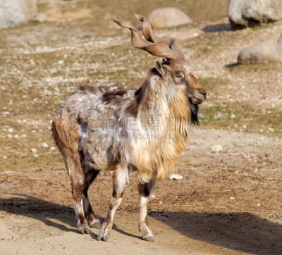 markhor,自然,阿富汗,水平画幅,无人,动物学,乌兹别克斯坦,巴基斯坦,动物,布哈拉
