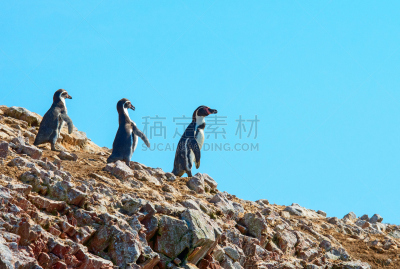 企鹅,自然,野生动物保护区,秘鲁,洪堡企鹅,麦哲伦海峡企鹅,伊卡,后备运动员,水,公园