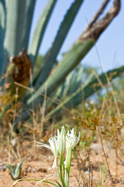 sea lily,海洋,垂直画幅,无人,研磨食品,夏天,户外,草,龙舌兰属植物,植物