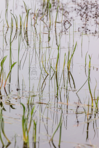池塘,雨,湿,清新,草,刀刃草,湖,植物,户外,湿地