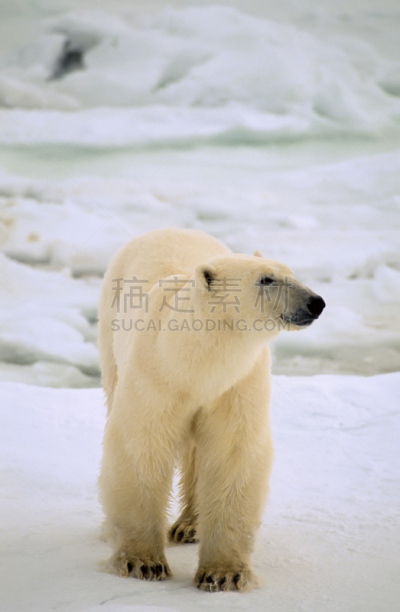 北极熊,自然,垂直画幅,野生动物,雪,无人,野外动物,户外,冰,熊