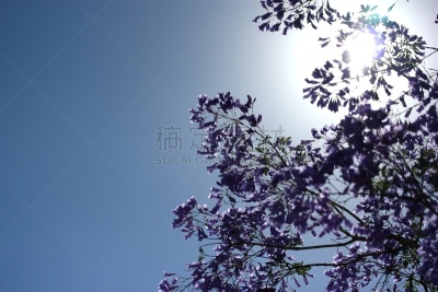 紫薇科树,布里斯班,天空,水平画幅,无人,户外,明亮,植物,热带气候,大量物体