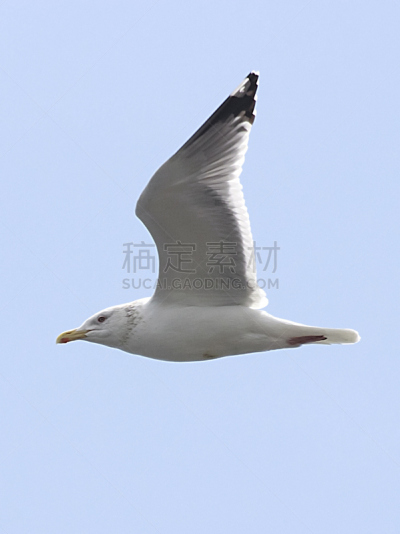 海鸥,嘉龄,西方海鸥,燕鸥,济州岛,慢镜头,一致,清新,自然界的状态,风