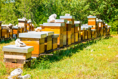 蜜蜂,自然,盒子,成一排,彼得罗,昆虫群,啦啦队,beekeeper,养蜂,蜂箱