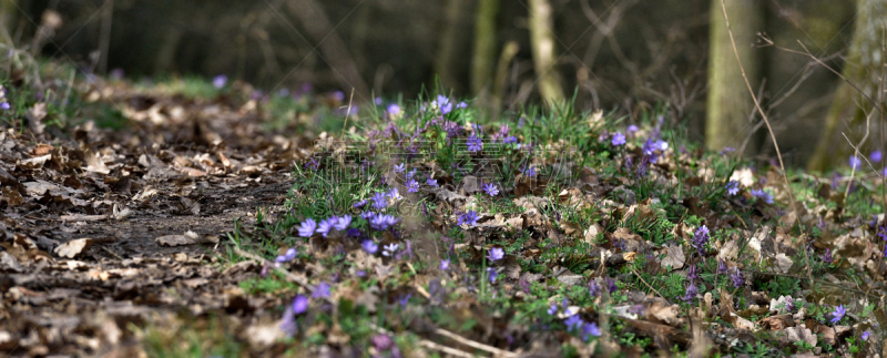 Hepatica nobilis or liverleaf (Leberblümchen)