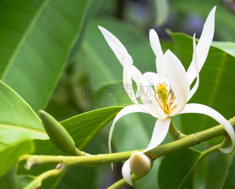 白色,园林,鸭跖草,芳香的,水平画幅,夏天,特写,植物,热带气候,清新