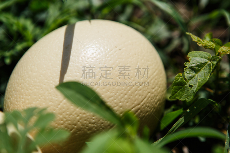 特写,卵,鸵鸟,水平画幅,鸟类,巨大的,生食,户外,鸟巢,鸵鸟蛋