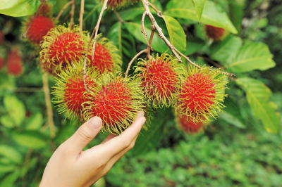 红毛丹,水果,水平画幅,无人,生食,特写,泰国,甜点心,马来半岛的原住民,清新