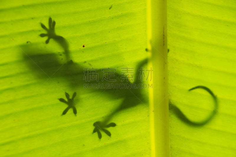 叶子,大壁虎,棕榈树,壁虎,苏梅岛,自然,野生动物,水平画幅,热带雨林,野外动物