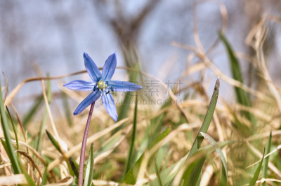 斯库拉,泉,蓝色,派克大街,guaria morada,虾蛄,真菌和霉菌,早晨,草坪,草