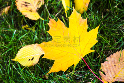 草,绿色,黄色,枫叶,美,公园,草原,水平画幅,无人,草坪