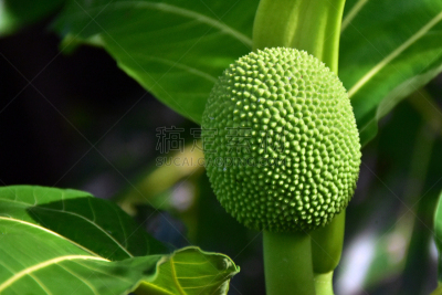面包果,水平画幅,无人,南太平洋,植物,热带气候,玻利尼西亚,塔西提岛,食品,健康食物