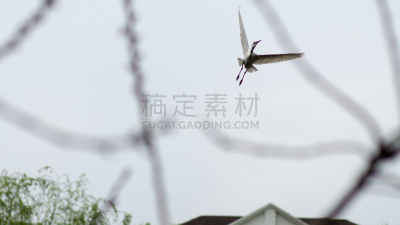 鸟类,燕窝蕨,鸟足识别环,鸟屎,鸟鸣声,小鸟球,小鸟笼,白鹭,苍鹭,食肉鸟