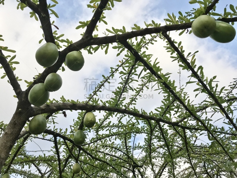 炮弹果属,水果,派克大街,农业,蔬菜,健康保健,清新,药,热带气候,食品