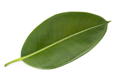 叶子,绿色,印度榕,美,水平画幅,形状,枝繁叶茂,无人,生物学,叶脉