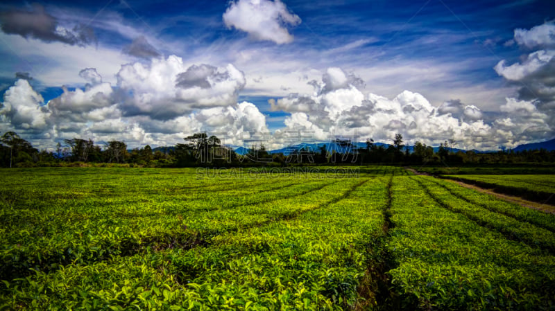 巴布亚新几内亚,mt hagen,山谷,全景,茶树,新的,水平画幅,山,几内亚,夏天