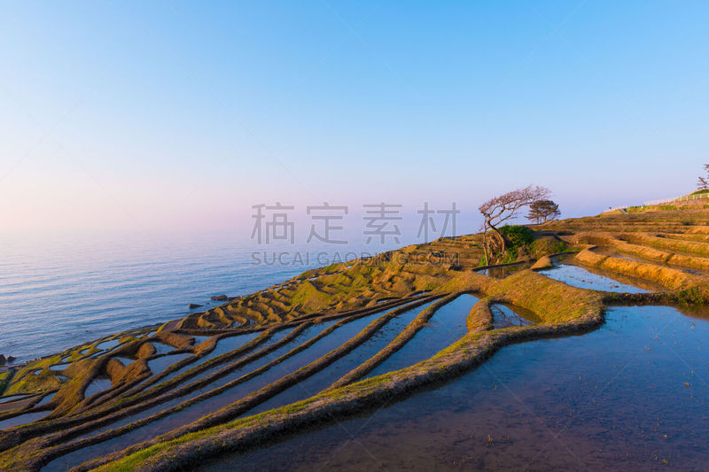 日本,田地,稻,一只动物,石川,诺图,能登半岛,石川县,北陆地区,水稻梯田