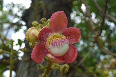 炮弹树,自然,炮,水平画幅,绿色,雄蕊,无人,泰国,白色,植物